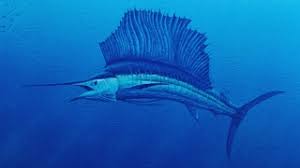 Pez vela capturado en pesca deportiva en Cancún - catch and release