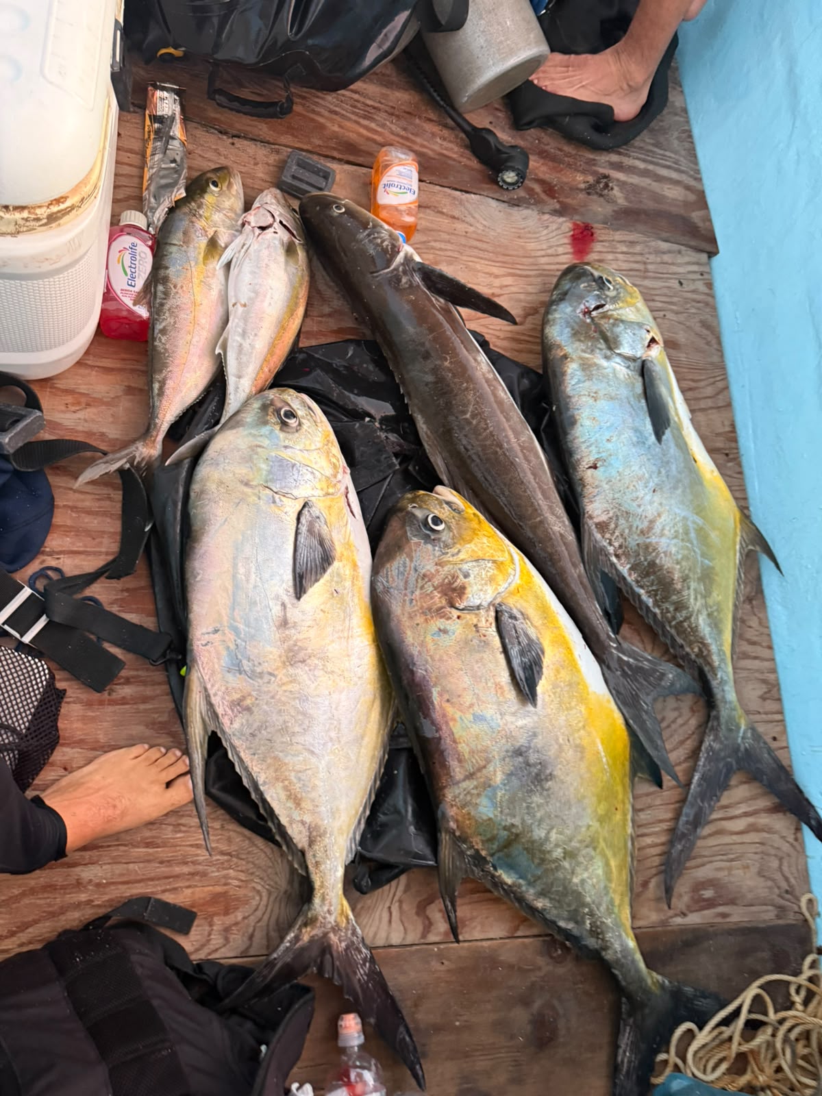 fishing many species