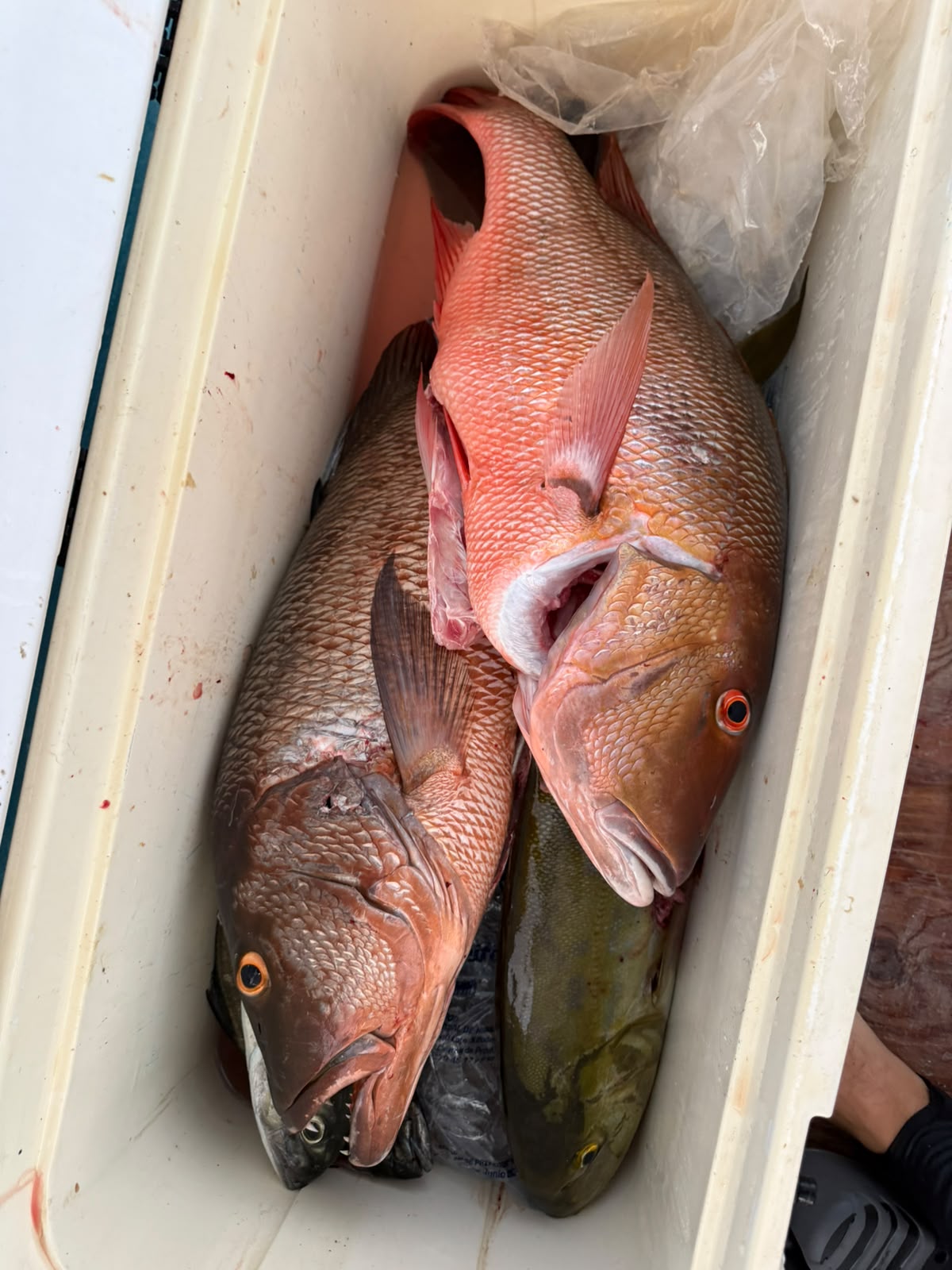 pargo lunar